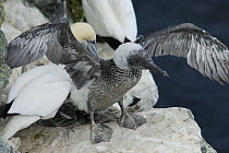 Young Gannet (Morus bassanus) being encouraged by adult to take off from cliff edge, Shetland Islands, Scotland, UK