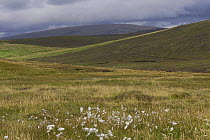 Ronas Hill from Eshaness Peninsula, Mainland West, Shetland Islands, Scotland, UK