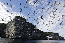 Northern gannet (Morus bassanus) flock in flight over nest colony site, Shetland Islands, Scotland, UK