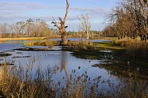 Loch Luna, Murray riverland, South Australia, Australia