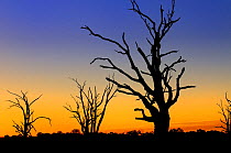 Silhouette of dead trees at sunset, Murray riverland, South Australia, Australia