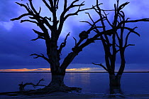 Silhouette of dead trees on the bank of Bonney Lake, Murray riverland, South Australia, Australia