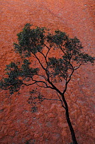 Eucalyptus tree {Eucalyptus centralis} growing beside Uluru / Ayer's Rock, Uluru / Kata Tjuta National Park, Northern Territory, Australia
