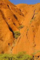 Rock detail of Uluru / Ayer's Rock, Uluru / Kata Tjuta National Park, Northern Territory, Australia