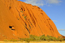 Rock detail of Uluru / Ayer's Rock, Uluru / Kata Tjuta National Park, Northern Territory, Australia