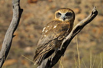 Boobook owl (Ninox novaeseelandiae) Central Australia
