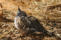 Crested pigeon (Ocyphaps lophotes), Central Australia
