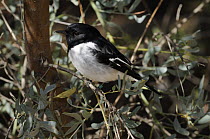 Hooded robin (Petroica / Melanodryas cucullata), Central Australia