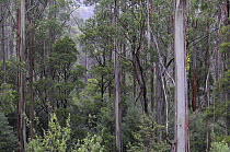 Eucalyptus trees in mountain forest, Great Otway National Park, Victoria, Australia