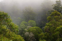 Mist over mountain forest, Great Otway National Park, Victoria, Australia