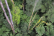 Looking down from tree canopy to tree ferns of Mountain forest below, Great Otway National Park, Victoria, Australia