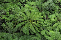 Looking down on the leaves of Soft tree-ferns (Dicksonia antarctica), Great Otway National Park, Victoria, Australia