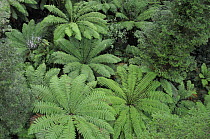 Looking down on leaves of Soft tree-ferns (Dicksonia antarctica) Great Otway National Park, Victoria, Australia