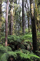 Royal eucalyptus (Eucalyptus regnans) and Soft tree-ferns (Dicksonia antarctica), Great Otway National Park, Victoria, Australia