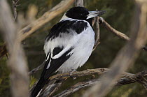 Black throated / Pied Butcherbird (Cracticus nigrogularis) Central Australia, Australia