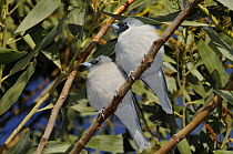 Masked woodswallow (Artamus personatus) pair perched, Central Australia, Australia