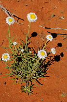 Poached egg daisy (Polycalymma stuartii) flowering in sand desert, Central Australia