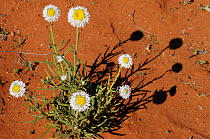 Poached egg daisy (Polycalymma stuartii) flowering on sand desert, Central Australia, Australia