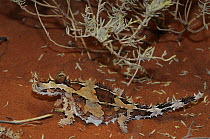 Thorny devil (Moloch horridus) Central Australia