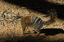 Numbat (Myrmecobius fasciatus), Central Australia