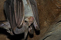 Ghost bat / Australian false vampire bat (Macroderma gigas) roosting, Central Australia,