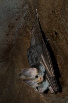 Ghost bat / Australian false vampire bat (Macroderma gigas) roosting, Central Australia