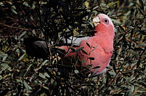Galah / Rose-breasted cockatoo (Eolophus roseicapillus) perched in tree, Northern Territory, Australia