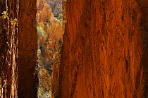 Stanley Chasm, a narrow cleft of 80m height, MacDonnell Ranges Northern Territory, Australia