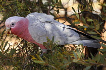 Galah / Rose-breasted cockatoo (Eolophus roseicapillus) feeding in bush, Northern Territory, Australia