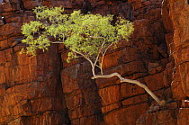 Ghost Gum tree (Corymbia papuana) growing in red quartzite cliff, Ormiston Gorge, West MacDonnell National Park, Northern Territory, Australia