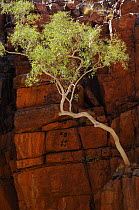 Ghost Gum tree (Eucalyptus / Corymbia papuana) growing in red quartzite cliff, Ormiston Gorge, West MacDonnell National Park, Northern Territory, Australia