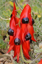 Sturt Pea flower (Swainsona formosa), Central Australia