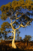 Ghost Gum tree (Eucalyptus / Corymbia papuana)East MacDonnell National Park, Northern Territory, Australia