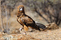 Black-breasted buzzard (Hamirostra melanosternon) tagged, standing on one leg, Central Australia, Australia