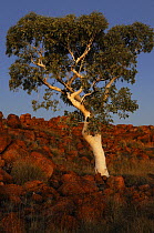 Ghost Gum (Eucalyptus / Corymbia papuana) growing amongst granite boulders of Devils Marbles, Karlu Karlu Conservation Reserve, Northern Territory, Australia