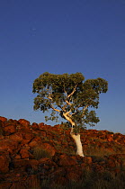 Ghost Gum tree (Eucalyptus / Corymbia papuana) growing amongst granite boulders of Devils Marbles, Karlu Karlu Conservation Reserve, Northern Territory, Australia