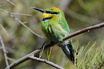 Rainbow / Autralian bee-eater (Merops ornatus) Central Australia, Australia