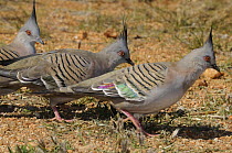 Three Crested pigeons (Ocyphaps lophotes) Central Australia