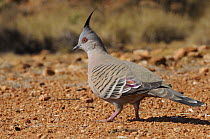 Crested pigeon (Ocyphaps lophotes) Central Australia