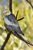 Cockatiel (Nymphicus hollandicus) Central Australia, Australia