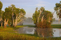 Paperbark Gum trees (Melaleuca sp) growing along Yellow Water, South Alligator River floodplain, Kakadu National Park, Northern Territory, Australia