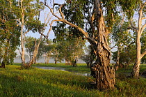 Paperbark gum trees (Melaleuca sp) growing along Yellow Water, South Alligator River floodplain, Kakadu National Park, Northern Territory, Australia