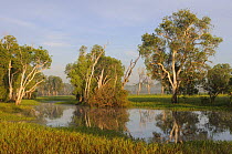 Paperbark gum trees (Melaleuca sp) growing along Yellow Water, South Alligator River floodplain, Kakadu National Park, Northern Territory, Australia