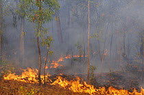 Bush fire during dry season, Northern Territory, Australia