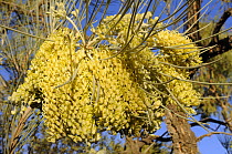 Long-leaved Corkwood flowers (Hakea lorea lorea) Central Australia, Australia