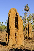 Termite mound, Kakadu National Park, Northern Territory, Australia