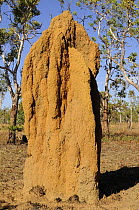 Termite mound, Kakadu National Park, Northern Territory, Australia