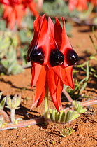 Sturt Pea flowers (Swainsona formosa), Central Australia, Australia