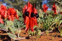 Sturt Pea flower (Swainsona formosa) Central Australia, Australia