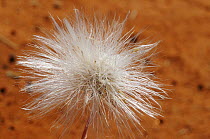 Seed head of {Goodenia angustifolia} on sand desert, Central Australia, Australia